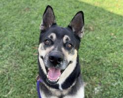 Shelter Stray Male Dog last seen CHARLOTTE, 8315 Byrum Dr, Charlotte, NC 28217, USA