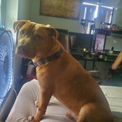 Lost Male Dog last seen In my front yard, Starke, FL 32091