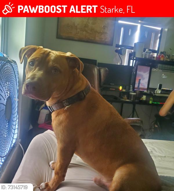 Lost Male Dog last seen In my front yard, Starke, FL 32091