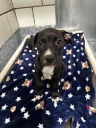 Shelter Stray Male Dog last seen CHARLOTTE, 8315 Byrum Dr, Charlotte, NC 28217, USA