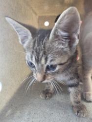Shelter Stray Male Cat last seen Near BLOCK CECIL AVENUE, 3528 Newburg Rd, Louisville, KY 40218, USA