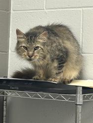 Shelter Stray Male Cat last seen Near, 2600 S Harding St, Indianapolis, IN 46221, USA