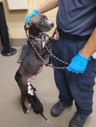 Shelter Stray Female Dog last seen Near BLOCK S LAURA AVE, WICHITA KS 67211, 3303 N Hillside St, Wichita, KS 67219, USA