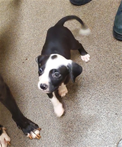 Shelter Stray Male Dog last seen Near BLOCK S LAURA AVE, WICHITA KS 67211, 3303 N Hillside St, Wichita, KS 67219, USA