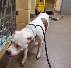 Shelter Stray Female Dog last seen Near BLOCK E EASTWOOD ST, WICHITA KS 67218, 3303 N Hillside St, Wichita, KS 67219, USA