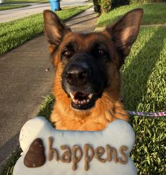 Reunited Female Dog last seen S 14th St, Lantana, FL 33462, Lantana, FL 33462