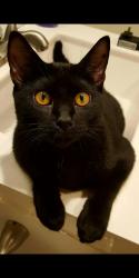 Reunited Male Cat last seen Sasser Oaks in Homosassa, Homosassa Springs, FL 34446