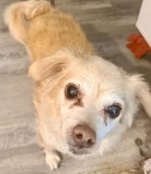 Reunited Male Dog last seen Courtright across from rand apmts, Columbus, OH 43227