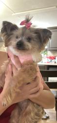 Lost Female Dog last seen Bebee rd, Kyle, TX 78640