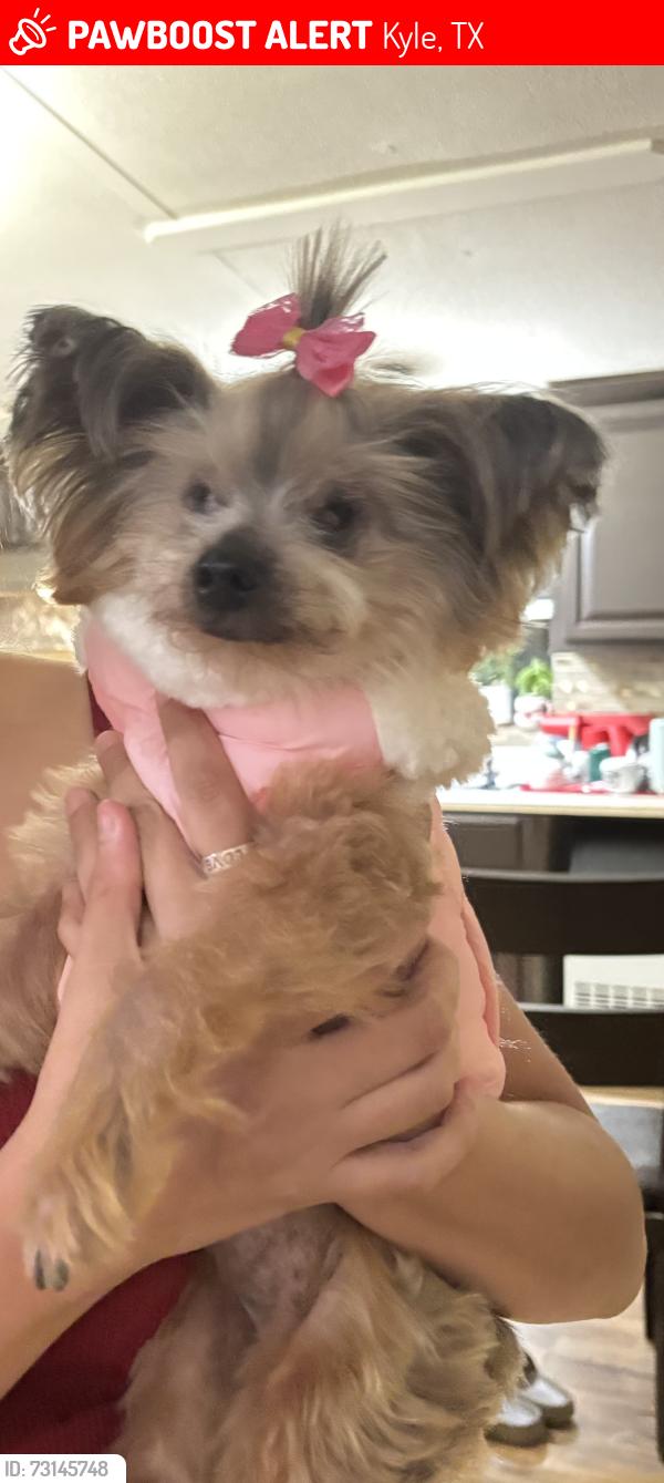 Lost Female Dog last seen Bebee rd, Kyle, TX 78640