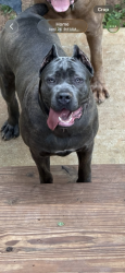 Reunited Female Dog last seen Ralph J Bunche Middle School, Atlanta, GA 30331
