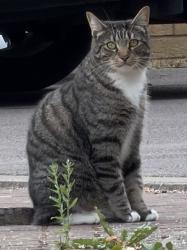 Reunited Unknown Cat last seen First Field Way, Patchway, England 