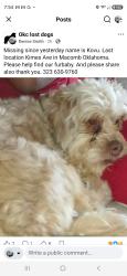 Reunited Male Dog last seen Kimes ave, Macomb, OK 74852