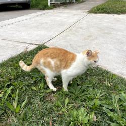 Lost Male Cat last seen Dennis St, Lakemba, NSW 2195