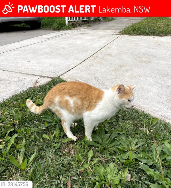 Lost Male Cat last seen Dennis St, Lakemba, NSW 2195