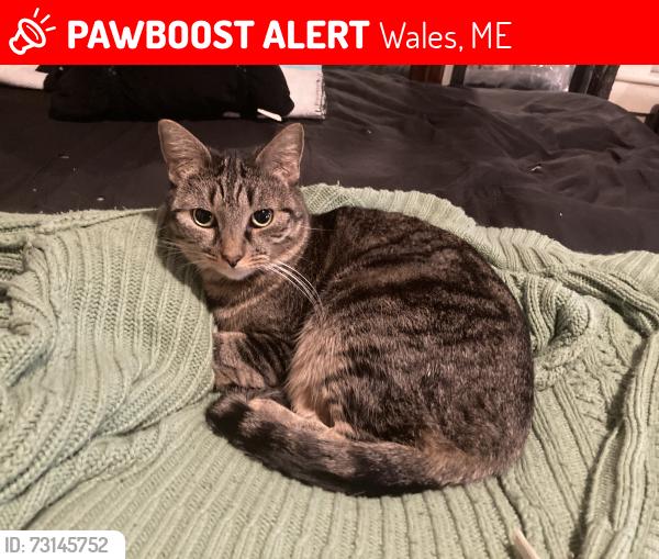 Lost Female Cat last seen Castle Rd, Wales, ME 04280