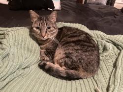 Lost Female Cat last seen Castle Rd, Wales, ME 04280