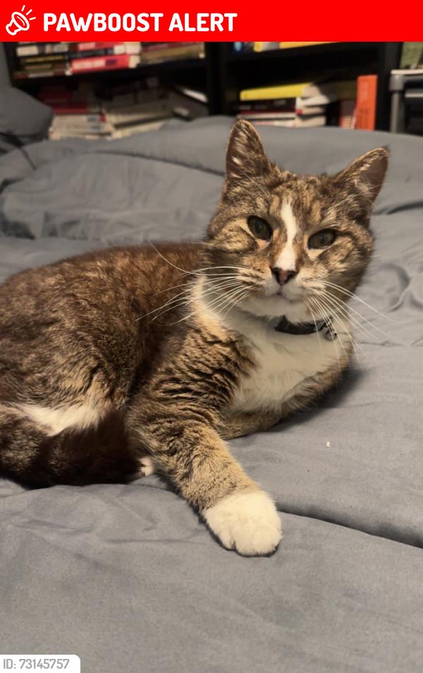 Lost Male Cat last seen Avon Close, Welland Crescent, Monnow Way, Bettws, Wales NP20 7BZ
