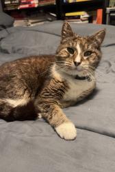 Lost Male Cat last seen Avon Close, Welland Crescent, Monnow Way, Bettws, Wales NP20 7BZ