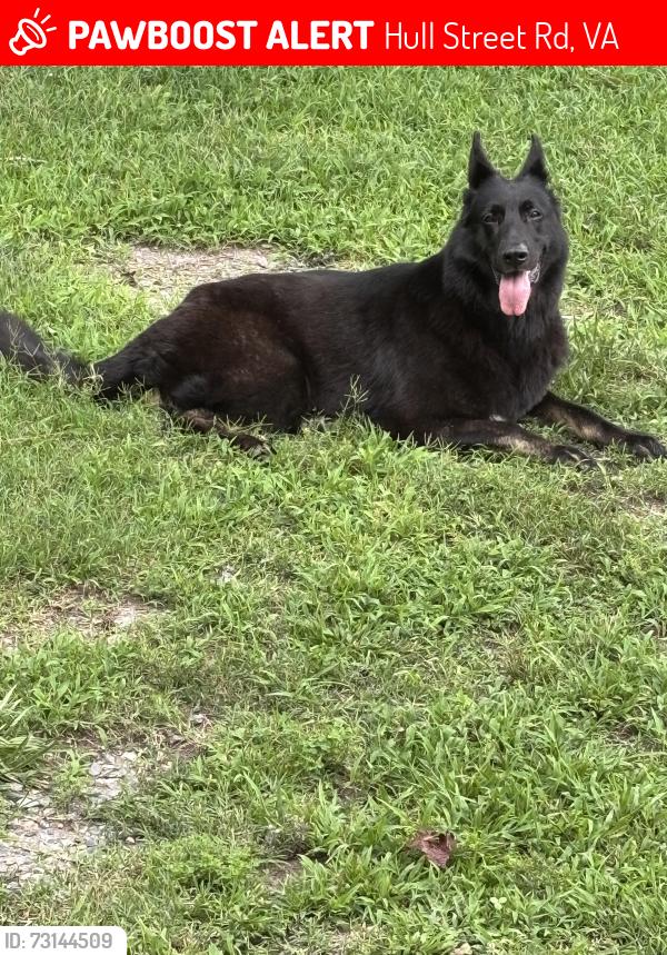 Lost Female Dog last seen Between skin quarter market, Moseley, Virginia and the hidden wit brewery in Moseley, Virginia, Hull Street Rd, VA 23112