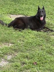Lost Female Dog last seen Between skin quarter market, Moseley, Virginia and the hidden wit brewery in Moseley, Virginia, Hull Street Rd, VA 23112
