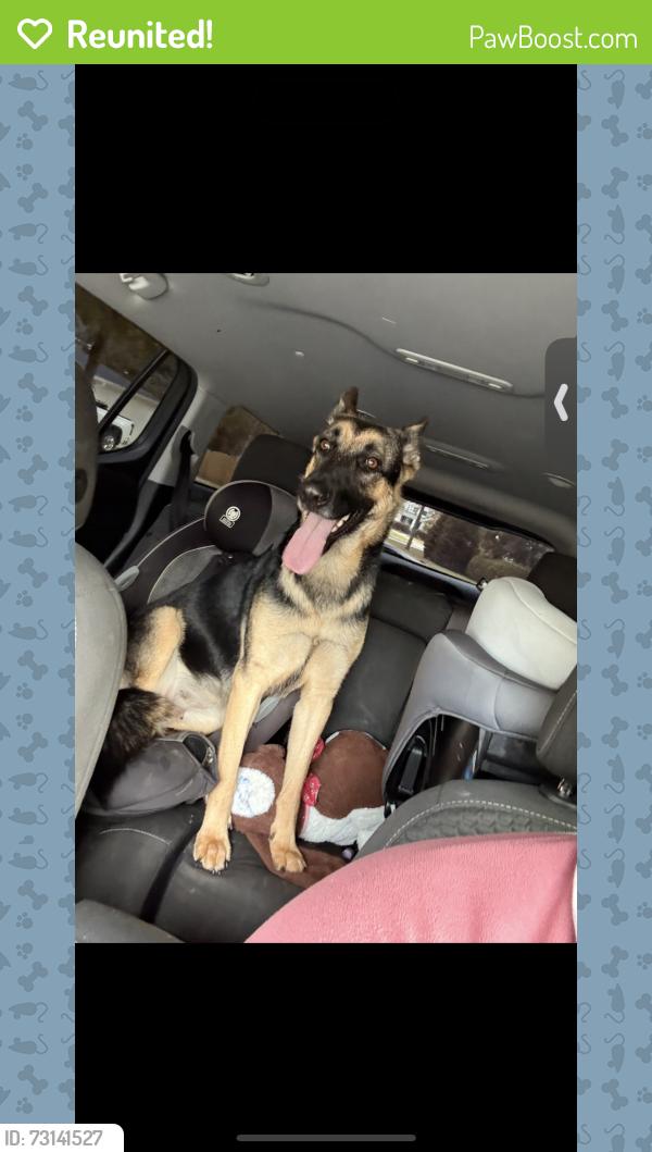 Reunited Female Dog last seen Braiden Manor Rd, Columbia, SC 29209, USA, Columbia, SC 29209