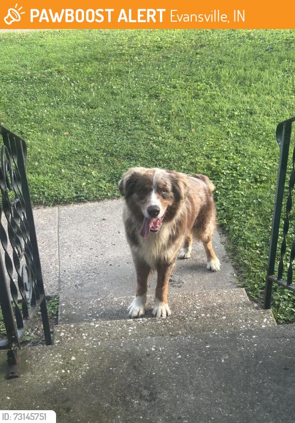 Found/Stray Unknown Dog last seen Wesselman Woods Area: Near intersection of North Alvord Blvd &East Iowa St, Evansville, IN 47711