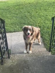 Found/Stray Unknown Dog last seen Wesselman Woods Area: Near intersection of North Alvord Blvd &East Iowa St, Evansville, IN 47711