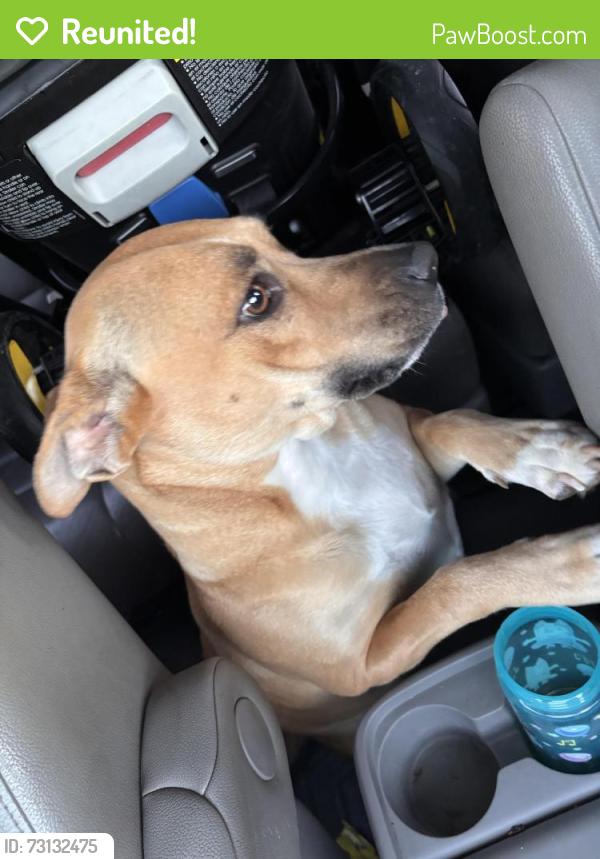 Reunited Female Dog last seen Spanish oak dr & El rancho, Forsyth County, NC 27045