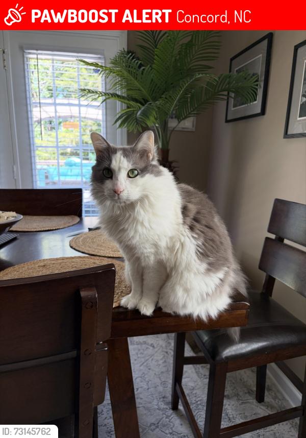 Lost Female Cat last seen Moss Creek neighborhood, Concord, NC 28027