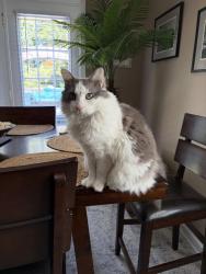 Lost Female Cat last seen Moss Creek neighborhood, Concord, NC 28027