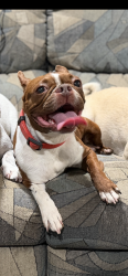 Lost Female Dog last seen Near Blumel Rd Middletown, NY, Middletown, NY 10941