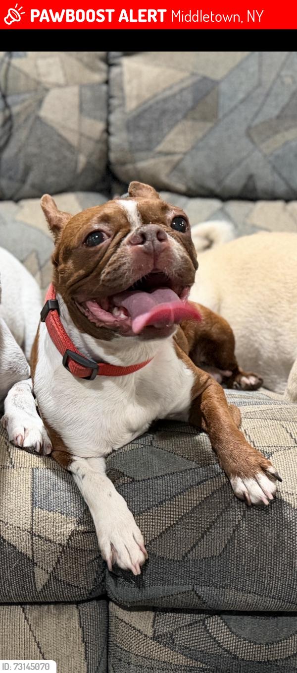 Lost Female Dog last seen Near Blumel Rd Middletown, NY, Middletown, NY 10941