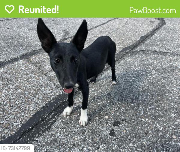 Reunited Female Dog last seen N David St, Wichita, KS 67212