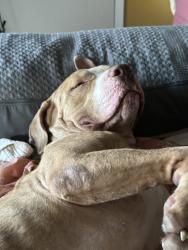 Shelter Stray Male Dog last seen Near Findlay Avenue, BRONX, NY, 10456, 326 E 110th St, New York, NY 10029, USA