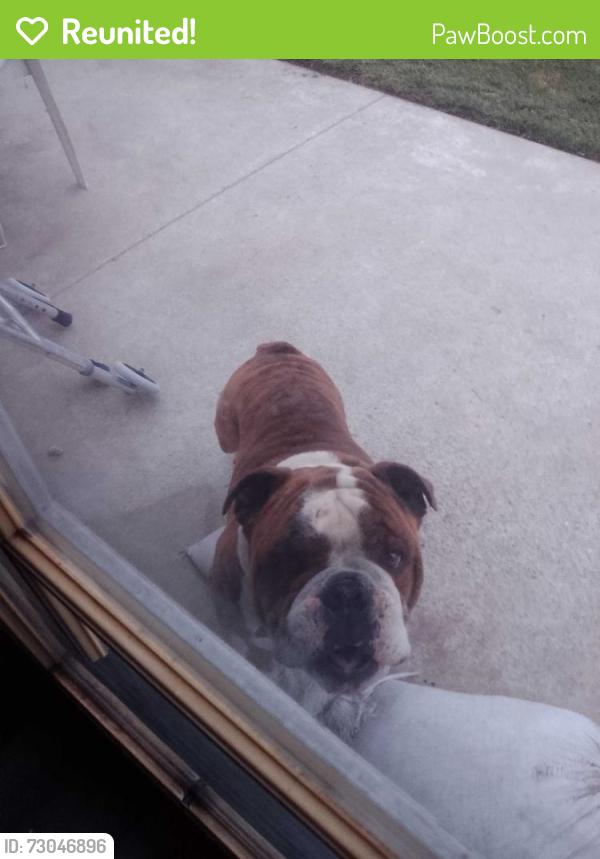 Reunited Male Dog last seen F.Street and cedar st, Oxnard, CA 93033