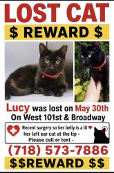 Lost Female Cat last seen Broadway, New York, NY 10025