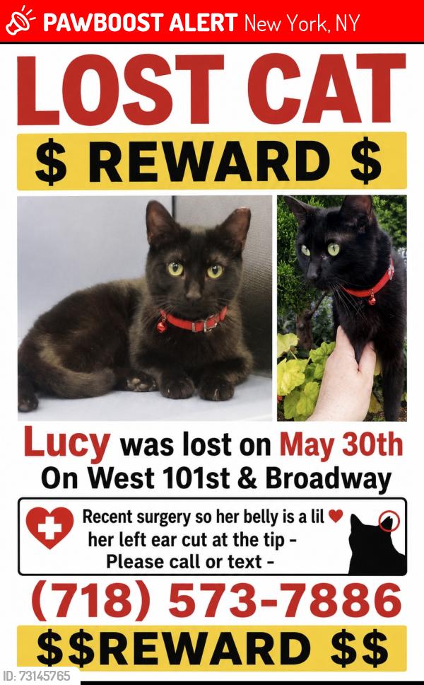 Lost Female Cat last seen Broadway, New York, NY 10025