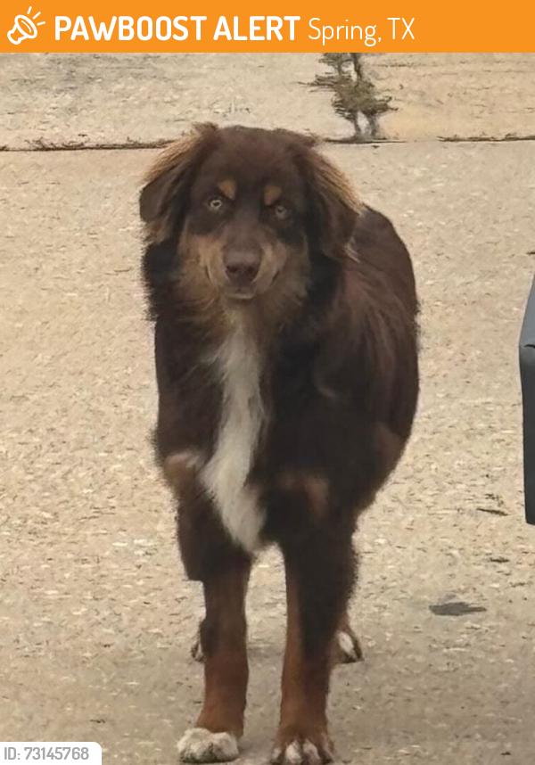 Found/Stray Unknown Dog last seen Banquo Dr., Spring, TX 77373