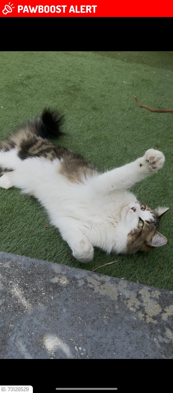 Lost Male Cat last seen Smithdown road, Merseyside, England 
