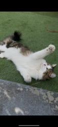 Lost Male Cat last seen Smithdown road, Merseyside, England 