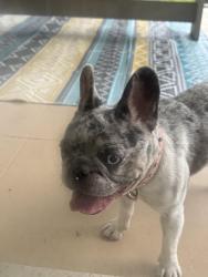 Found/Stray Female Dog last seen US1, Pinecrest, FL 33156