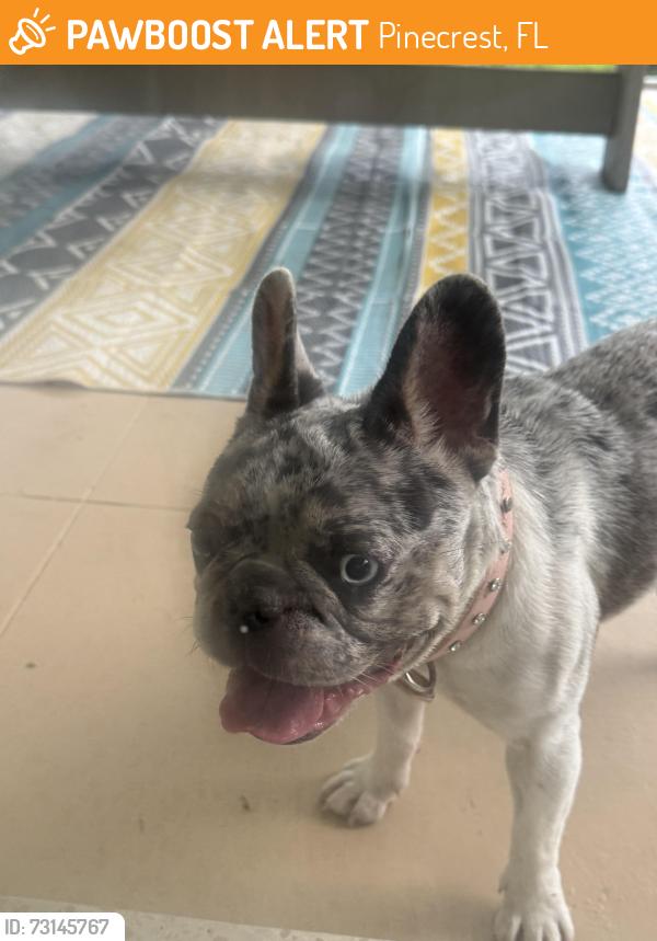 Found/Stray Female Dog last seen US1, Pinecrest, FL 33156