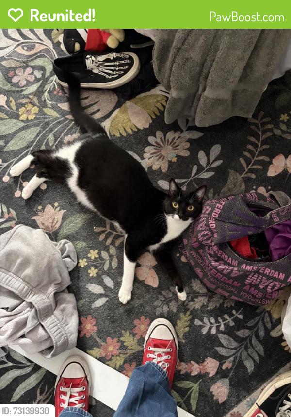 Reunited Female Cat last seen Near Chambers St, El Cajon, CA 92020, USA, El Cajon, CA 92020