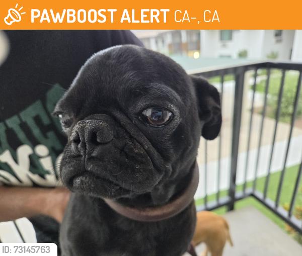 Found/Stray Male Dog last seen Church and 41 Freeway, CA-41, CA 93609