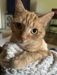 Lost Female Cat last seen Lake Carmel Fire Dept, Carmel Hamlet, NY 10512