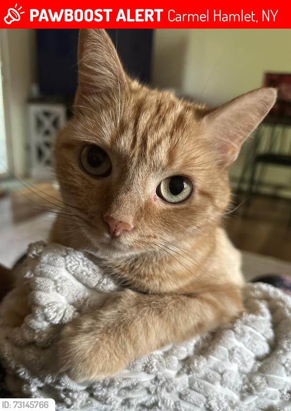 Lost Female Cat last seen Lake Carmel Fire Dept, Carmel Hamlet, NY 10512