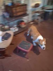 Reunited Male Dog last seen Near Jackson Bank Place. Lilburn. GA .30047, Lilburn, GA 30047