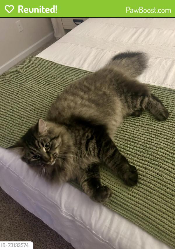 Reunited Male Cat last seen Northwest rd., Northwest, NC 28451
