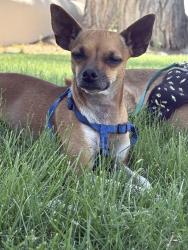 Lost Female Dog last seen Arno st. & Candelaria, Albuquerque, NM 87107